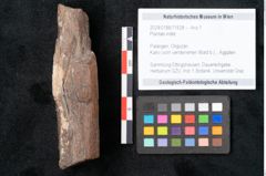 Foto (Objekt + Etikett) von Plantae indet.  (NHMW-GEO-2024-0188-11528)
